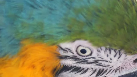 Macro close up of white eye of tropical Ara Parrot in nature during Stock Footage 196234731