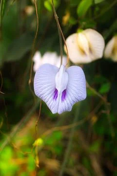 Macro Close Up of White Flower with Delicate Petal Details Stock Photos