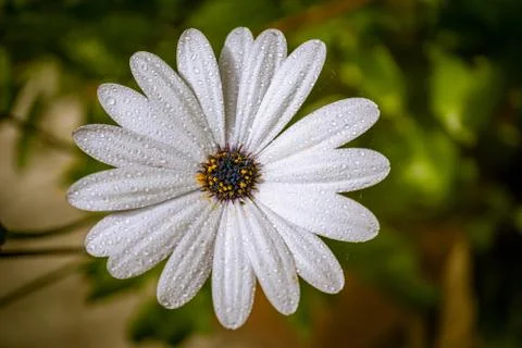 Macro close-up of a white flower with raindrops. With Copy space. Stock Photos