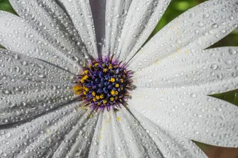 Macro close-up of a white flower with raindrops. With Copy space. Stock Photos