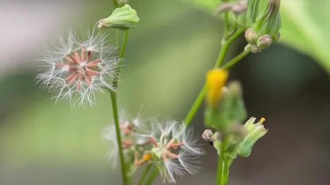 Macro close up of white fluffy flower seeds in nature Video stock 346548145