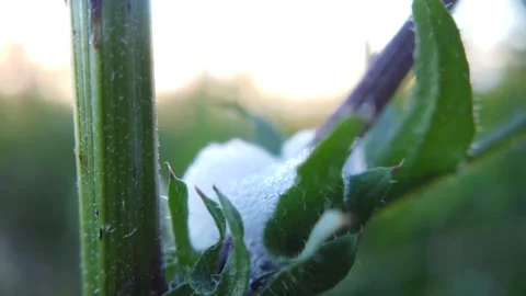 Macro Close Up of White Foam on Plant Stem in Nature Видео 332997867