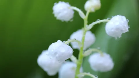 Macro close up of white lily of the valley flowers with fresh water droplets on Stock Footage 311566961