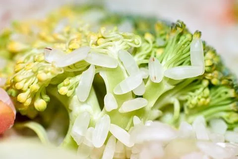 Macro close-up of white rice grains resting on fresh green broccoli florets Stock Photos