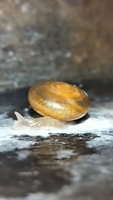 Macro Close-up of a White Snail with Brown Shell Moving Slowly on Wet Ground Stock Footage 287699299