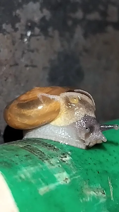 Macro Close-up of a White Snail with Brown Shell Moving Slowly on Wet Ground Stock Footage 287700336