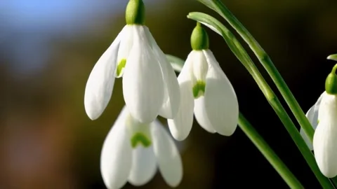 Macro close up of white snowdrop flowers blooming in early spring nature Stockbeeldmateriaal 348132807