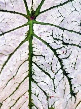 Macro close up of a White vein pattern with red spots of caladium bicolor lea Stock Photos