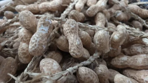 Macro Close-Up of Whole Unshelled Peanuts Strung on Braided Natural Fiber Twine Stock Footage 341340521