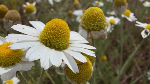 Macro Close Up of Wild Chamomile Flowers in Summer Meadow Stock Footage 340447922