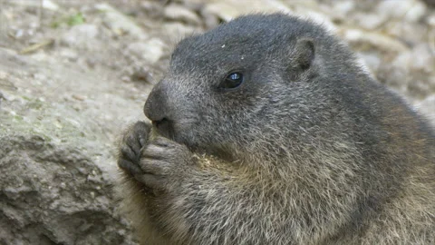 Macro close up of wild cute Groundhog eating food outdoors in mountains of Stock Footage 169265702