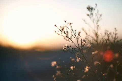 Macro close-up of wild meadow plants and small flowers backlit by warm suns.. Stock Photos
