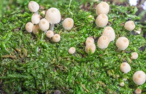 Macro close-up of wild mushrooms on green moss Stock Photos