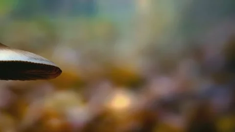 Macro close-up of wild mushrooms growing in the forest. Stock Footage 344799265