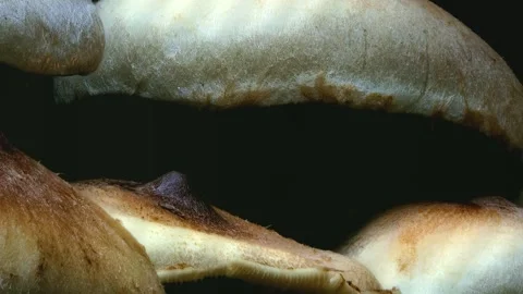 Macro close-up of wild mushrooms growing in the forest. Stock Footage 344799330