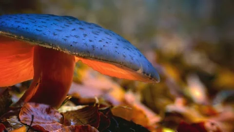 Macro close-up of wild mushrooms growing in the forest. Stock Footage 344799566
