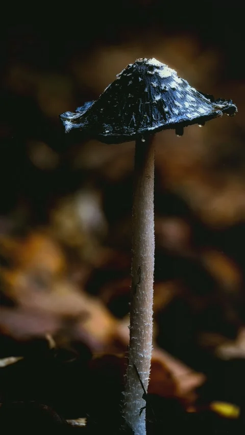 Macro close-up of wild mushrooms growing in the forest. Stock Footage 344800123