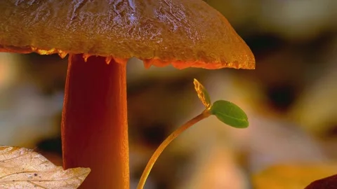 Macro close-up of wild mushrooms growing in the forest. Stock Footage 344800435