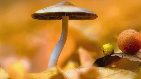 Macro close-up of wild mushrooms growing in the forest. Stock Footage 344801914