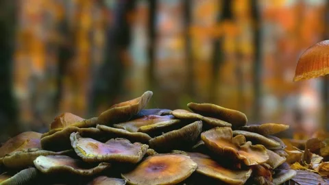 Macro close-up of wild mushrooms growing in the forest. Stock Footage 344802017
