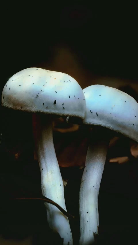 Macro close-up of wild mushrooms growing in the forest. Stock Footage 344802079