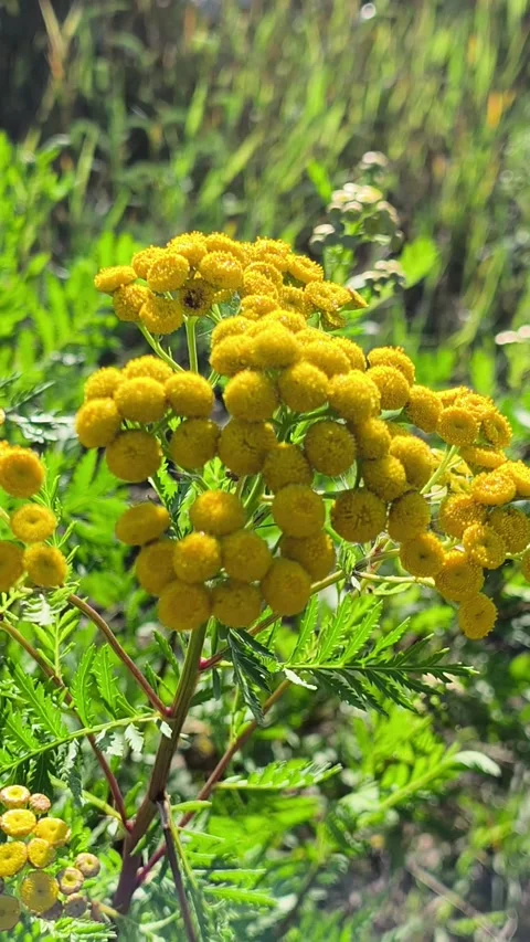 Macro close-up of wild tansy flowers blooming Vídeo Stock 342409049