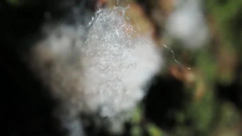 Macro close-up of woolly aphids covered in a white waxy coating feeding on Stock Footage 340932300