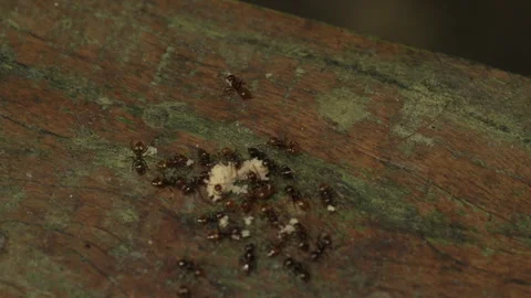 Macro close-up of worker ants foraging for food on the jungle floor Stock Footage 333223489
