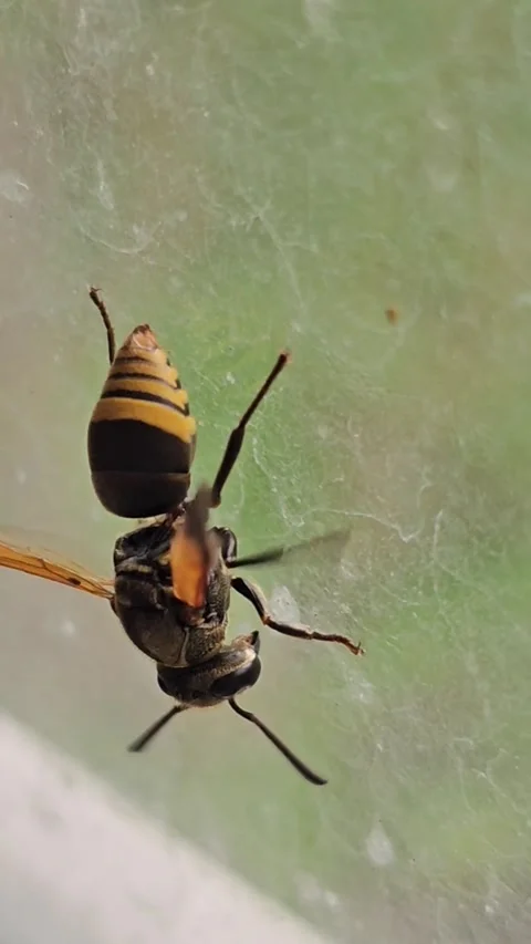 Macro Close-up of Yellow and Black Mason Wasp on Glass Surface (Vertical) Stock Footage 341453914