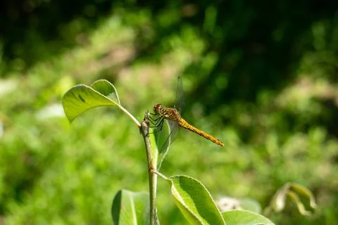 Macro Close-Up of a Yellow Dragonfly Perched on a Green Tree Branch in Nature 库存照片