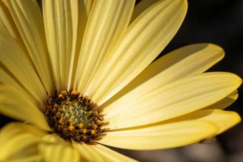 A macro close up of a yellow spannish daisy, The flower's stencils are visibl Foto stock