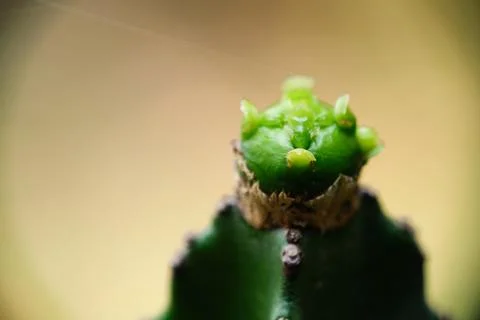 Macro close-up of a young cactus pup growth 스톡 사진