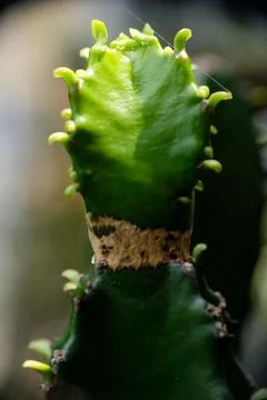 Macro close-up of a young cactus pup growth 스톡 사진