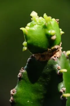 Macro close-up of a young cactus pup growth Stock Photos