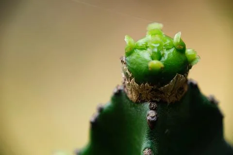 Macro close-up of a young cactus pup growth Stock Photos