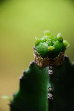 Macro close-up of a young cactus pup growth Stock Photos