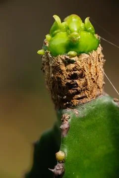 Macro close-up of a young cactus pup growth Stock Photos