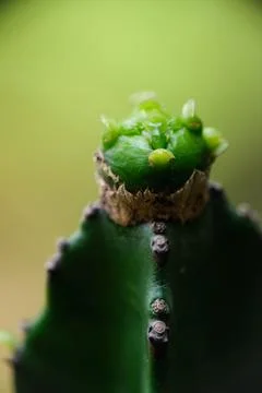Macro close-up of a young cactus pup growth Stock Photos