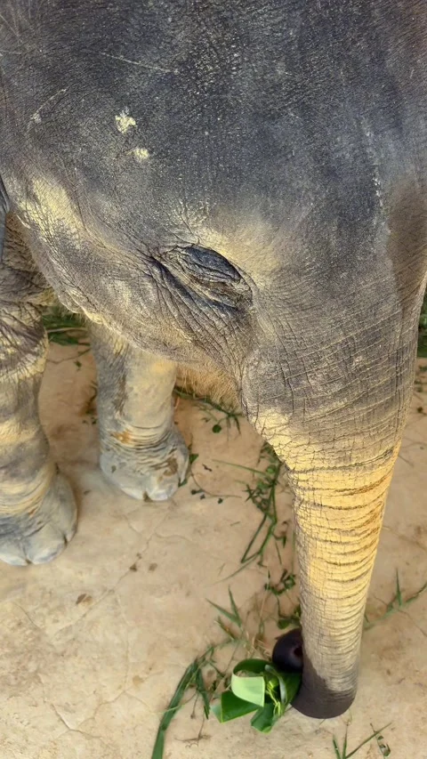 Macro close-up of young elephant blinking eyes  eating banana leaves sanctuary 스톡 동영상 330409290