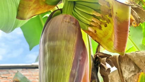 Macro Close up of Young Green Bananas Emerging from Banana Blossom Video stock 331553951