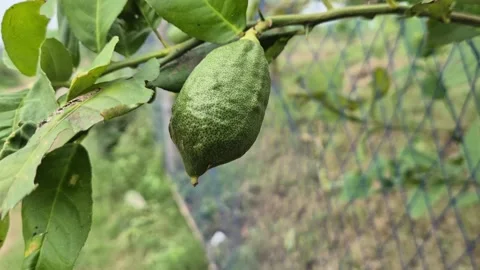 Macro Close Up Of Young Green Lemon Growing On Tree Branch With Peel Texture Stock Footage 339638245
