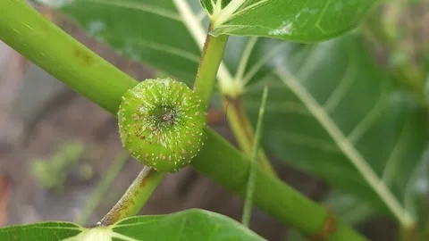 Macro Close-Up of a Young Green Wild Fig Syconium Stock Footage 332119928