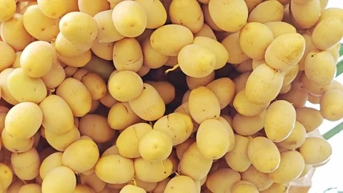 Macro Closeup of Abundant Fresh Yellow Date Palm Fruits. Stockbeeldmateriaal 340487950