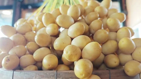 Macro Closeup of Abundant Fresh Yellow Date Palm Fruits. Stock Footage 340488324