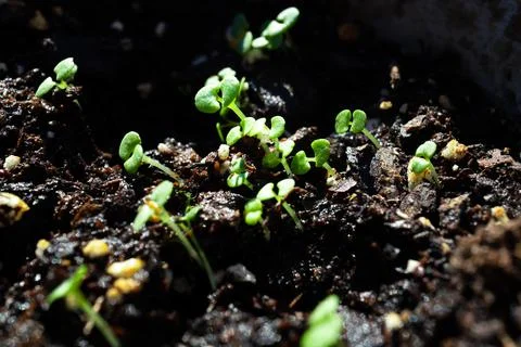 Macro Closeup of Basil Seedlings Facing Toward Light on Left Foto stock