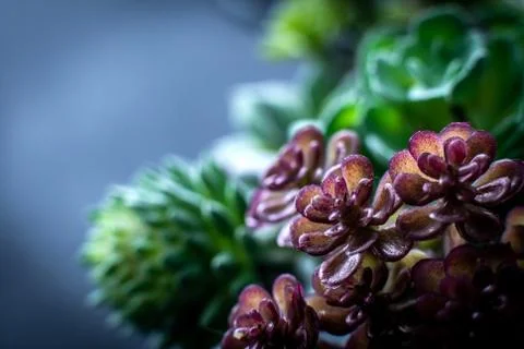 Macro closeup of beatiful succulent Stock Photos