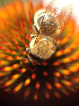 Macro Closeup of a Bee getting nectar on a flower Stock Photos