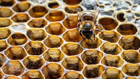 Macro closeup of bee hive with detail of honeycomb Stock Photos