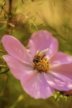 Macro closeup bee on pink flower on yellow green blured background Stock Photos