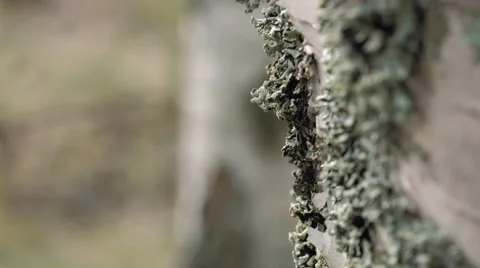 Macro closeup of a birch Stock Footage 50086836